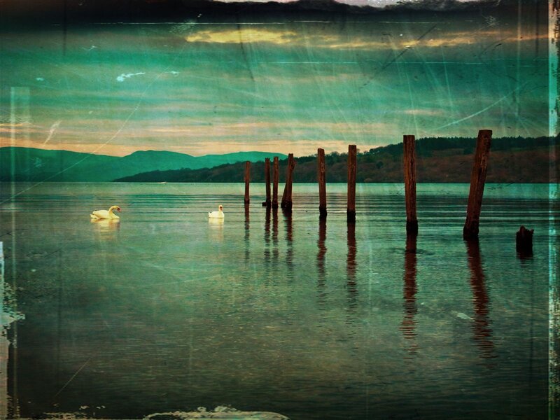 Two Swans on Water — Teal, Serene, Sunset