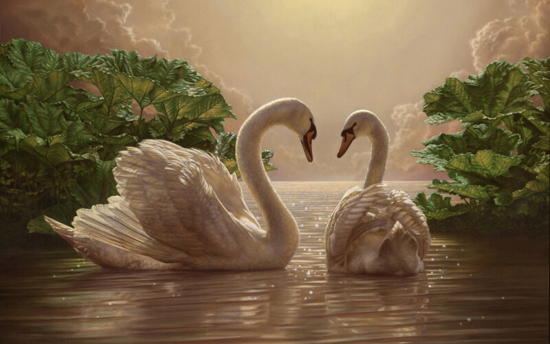 Two Swans on Water