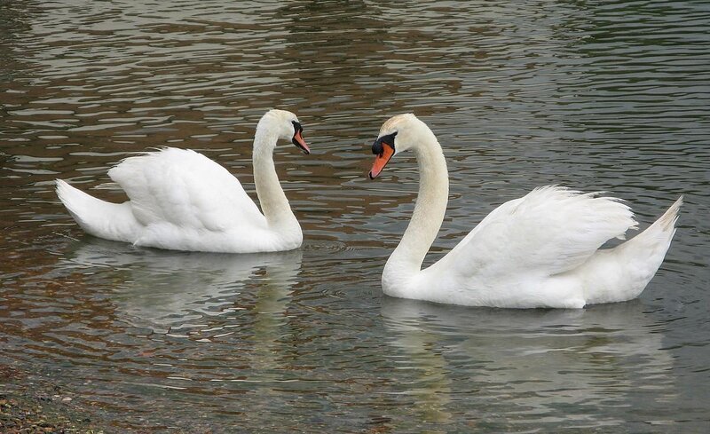 Two Swans on Water — White, Calm, Photograph