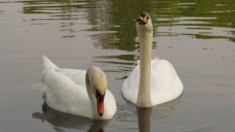 Two Swans on Water — White, Calm, Photograph, Trees