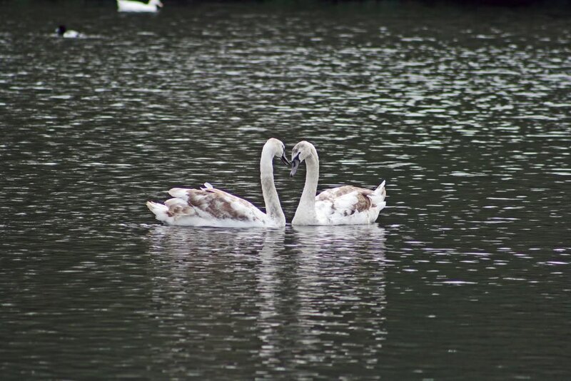 Two Swans on Water — White, Calm