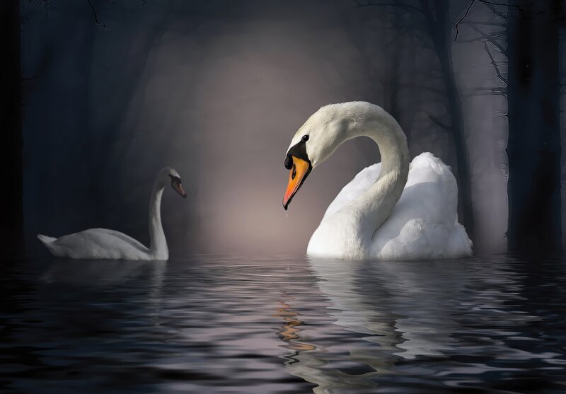 Two Swans on Water — White, Dramatic, Night