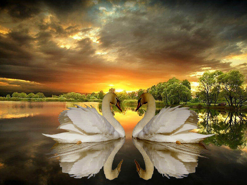 Two Swans on Water — White, Dramatic