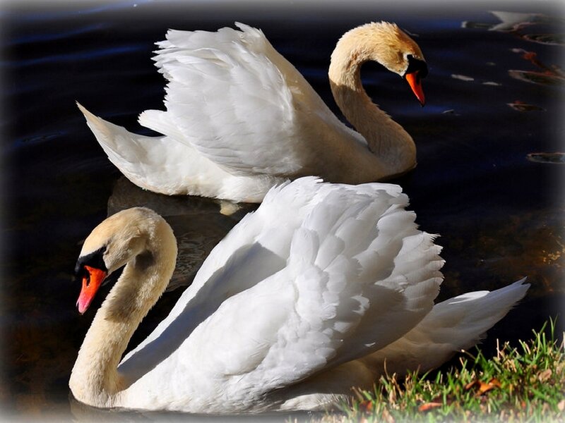 Two Swans on Water — White, Serene, Afternoon, Photograph, Grass