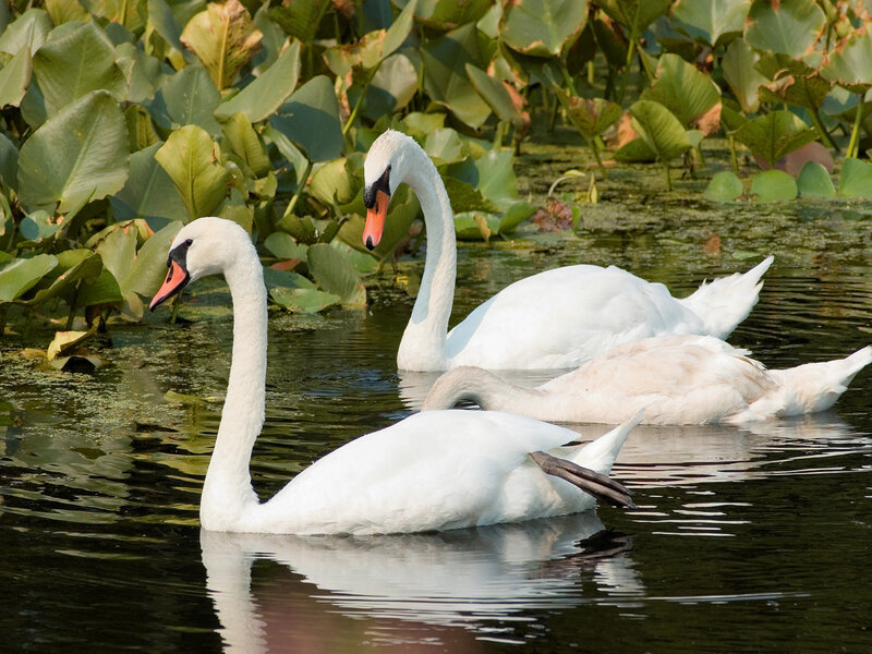 Two Swans on Water — White, Serene, Afternoon, Photograph, Lily Pads