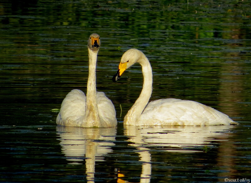 Two Swans on Water — White, Serene, Afternoon, Photograph, Reflection