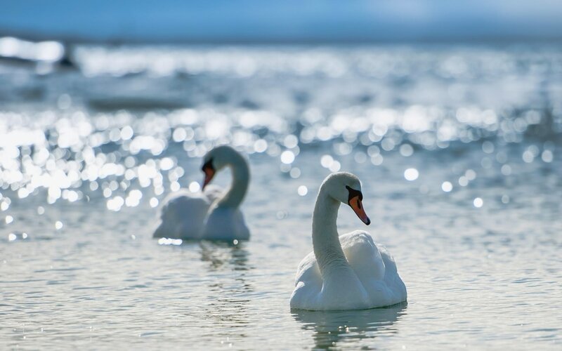 Two Swans on Water — White, Serene, Afternoon, Photograph, Sky, Blue, Gray