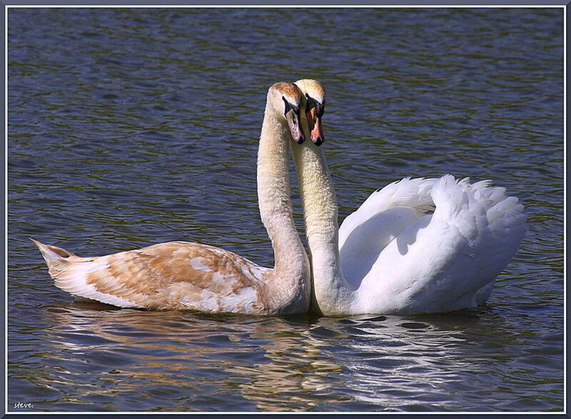 Two Swans on Water — White, Serene, Afternoon