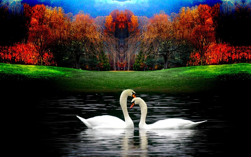 Two Swans on Water — White, Serene, Autumn, Digital Art