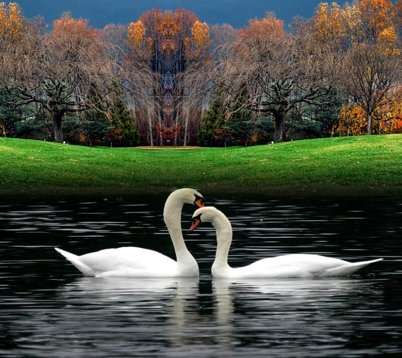 Two Swans on Water — White, Serene, Autumn