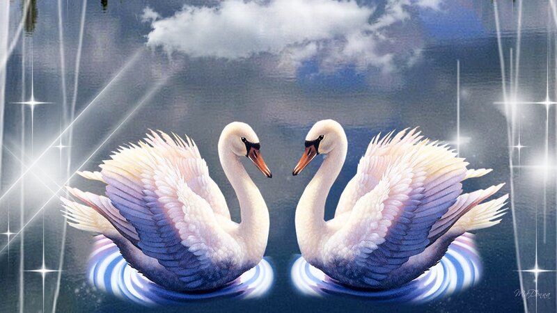 Two Swans on Water — White, Serene, Digital Art