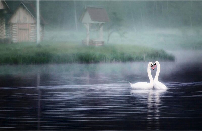 Two Swans on Water — White, Serene, Morning, Photograph, Lake