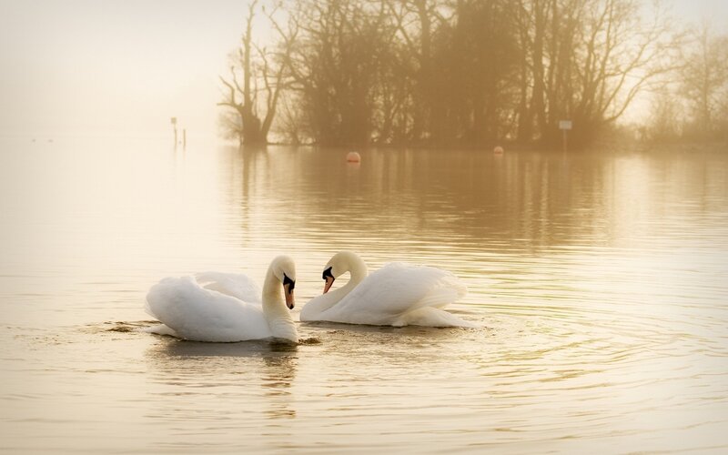 Two Swans on Water — White, Serene, Morning, Photograph, Trees, Fog