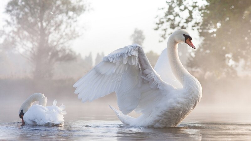 Two Swans on Water — White, Serene, Morning, Photograph, Trees, Mist
