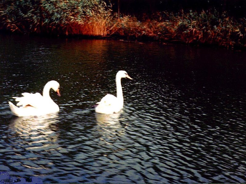 Two Swans on Water — White, Serene, Night, Photograph