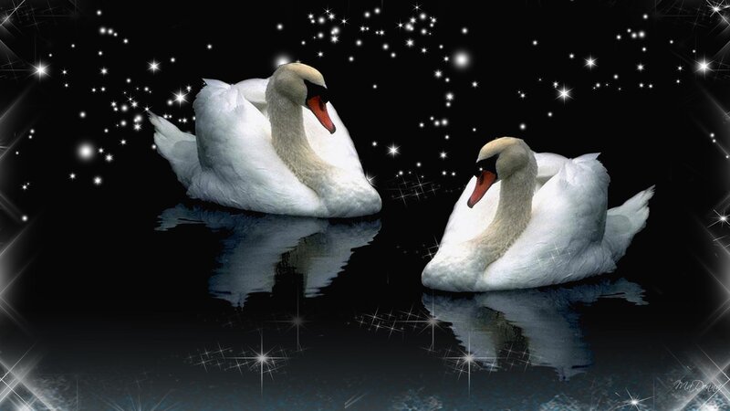 Two Swans on Water — White, Serene, Night