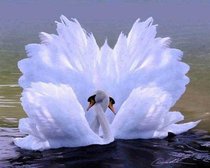 Two Swans on Water — White, Serene, Photograph, Feathers