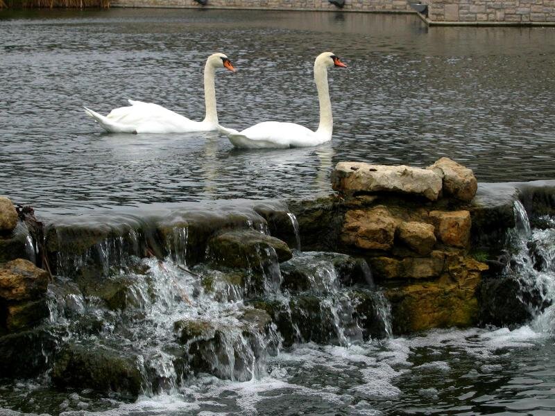 Two Swans on Water — White, Serene, Photograph, Pond