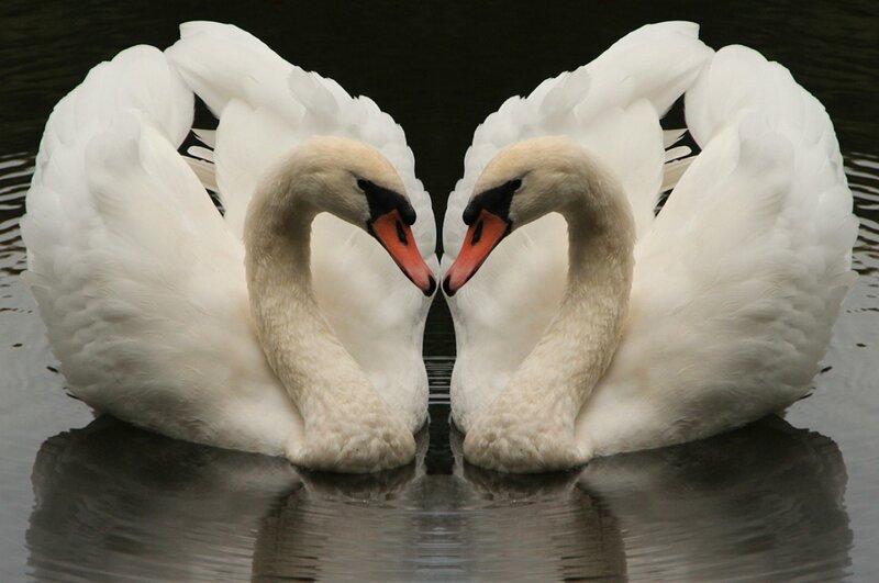 Two Swans on Water — White, Serene, Photograph, Reflection