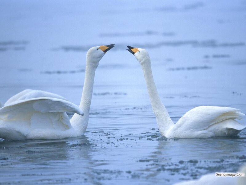 Two Swans on Water — White, Serene, Photograph, Sky