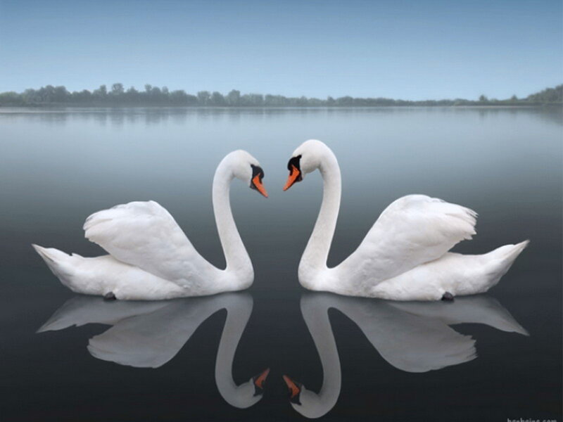 Two Swans on Water — White, Serene, Photograph, Trees