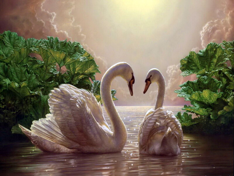 Two Swans on Water — White, Serene, Sunset, Digital Art, Plants