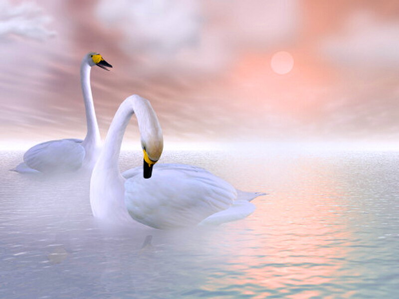 Two Swans on Water — White, Serene, Sunset, Digital Art