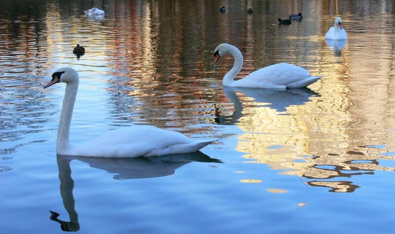 Two Swans on Water — White, Serene, Sunset, Photograph, Ducks