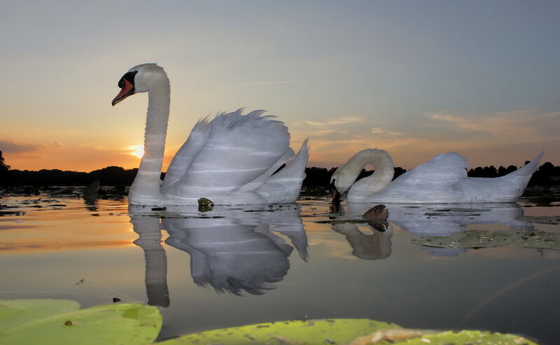 Two Swans on Water — White, Serene, Sunset, Photograph, Lily Pads
