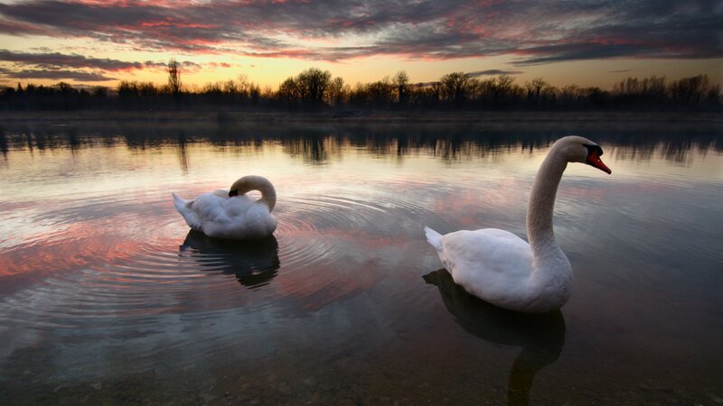 Two Swans on Water — White, Serene, Sunset, Photograph, River