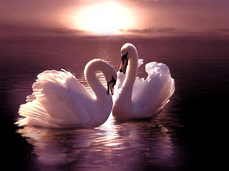 Two Swans on Water — White, Serene, Sunset, Photograph, Sun