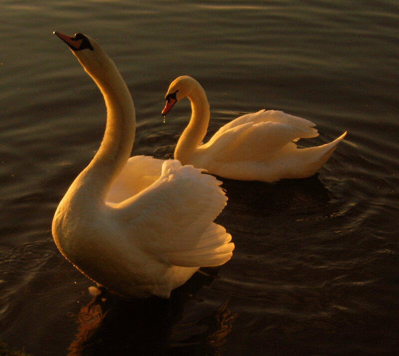 Two Swans on Water — White, Serene, Sunset, Photograph, Sunlight