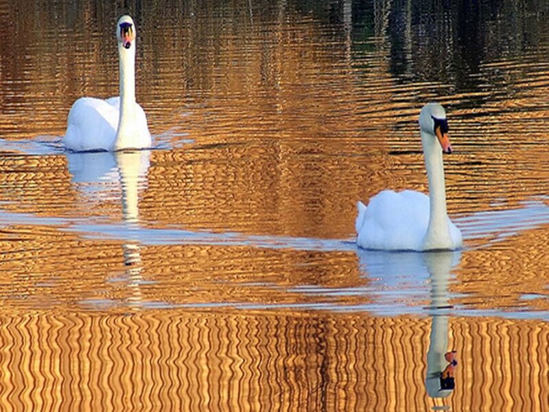 Two Swans on Water — White, Serene, Sunset, Photograph, Swan