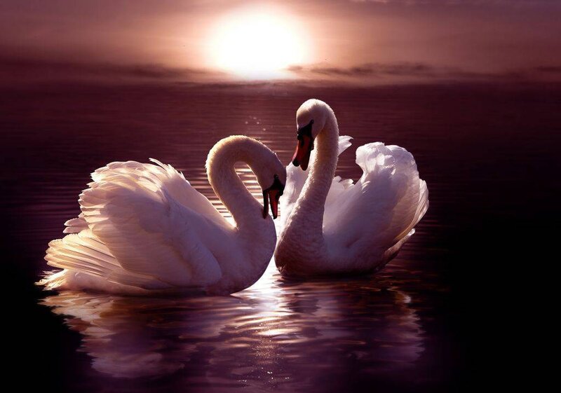Two Swans on Water — White, Serene, Sunset