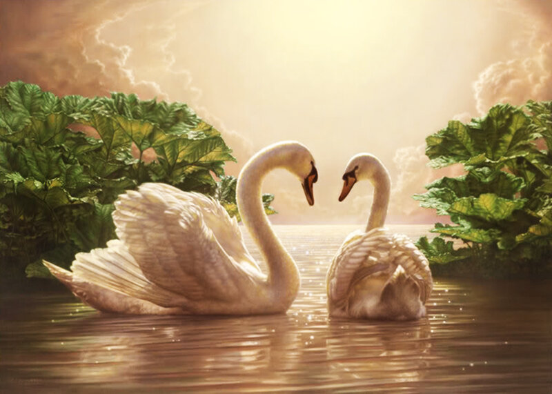 Two Swans on Water — White, Serene
