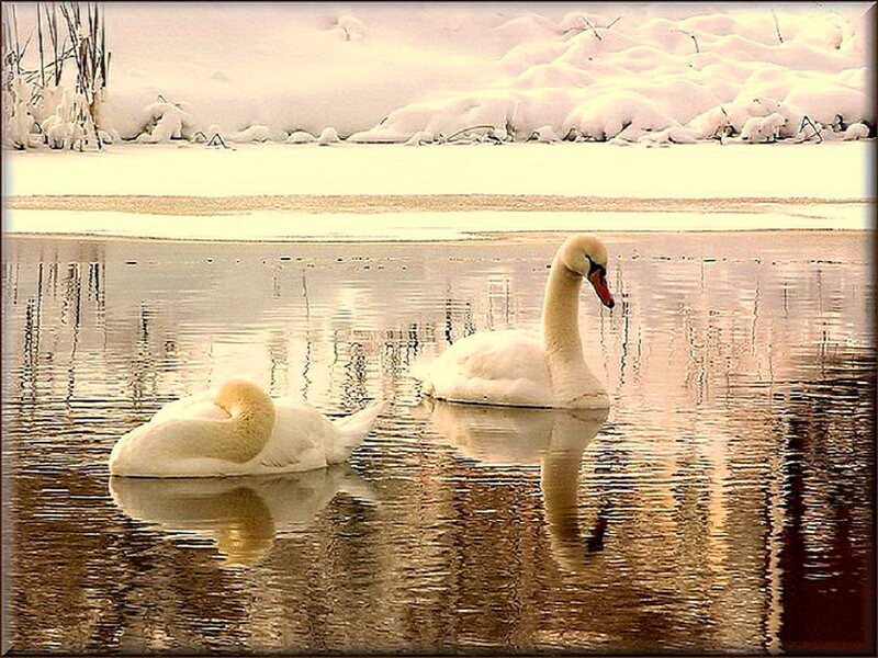 Two Swans on Water — White, Serene, Winter