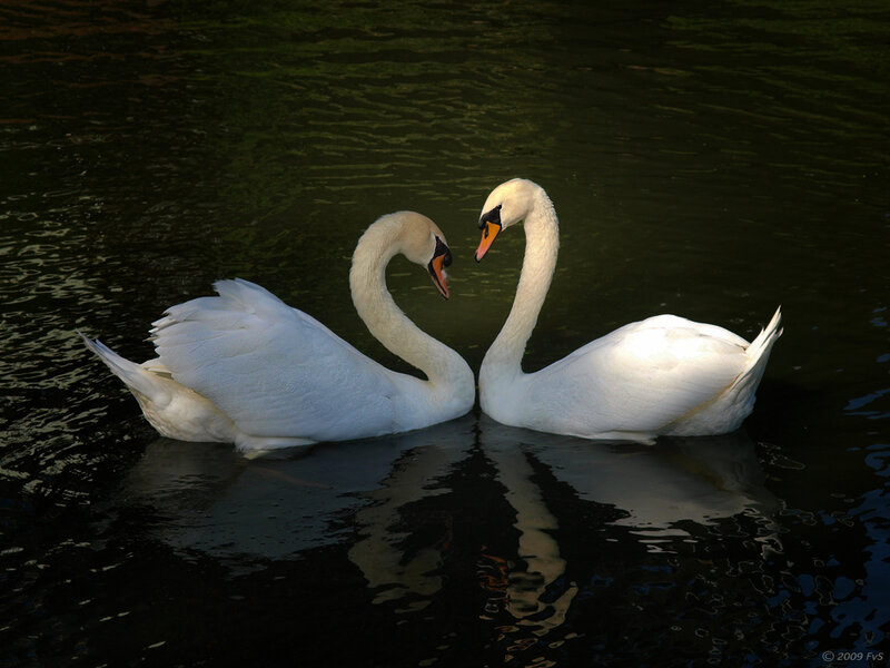Two Swans on Water — White