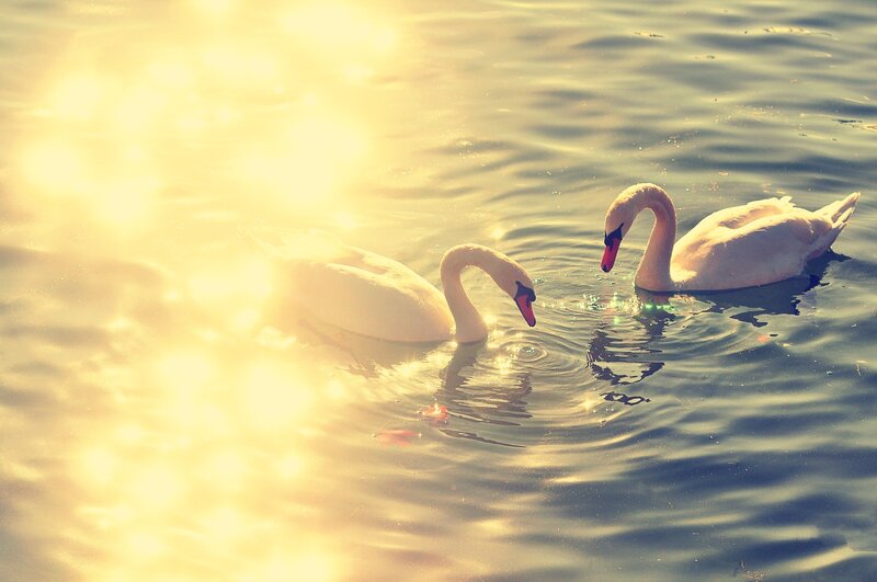 Two Swans on Water — Yellow, Serene, Sunset