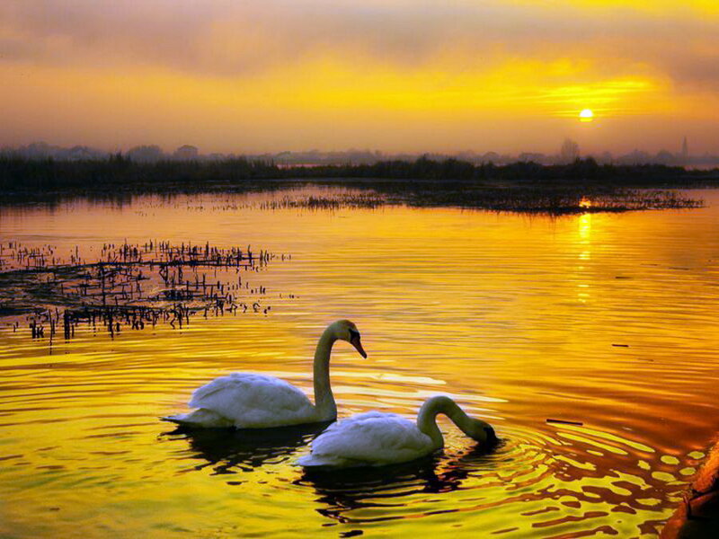 Two Swans on Water — Yellow