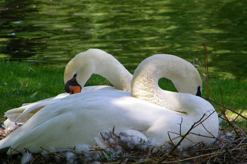 Two swans resting on a nest