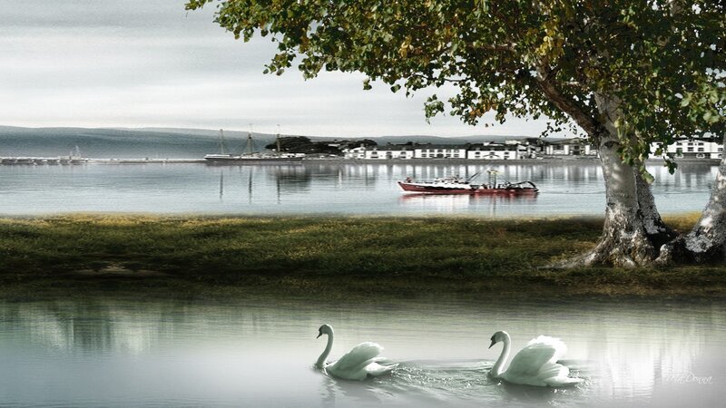 Two Swans Swimming — Green