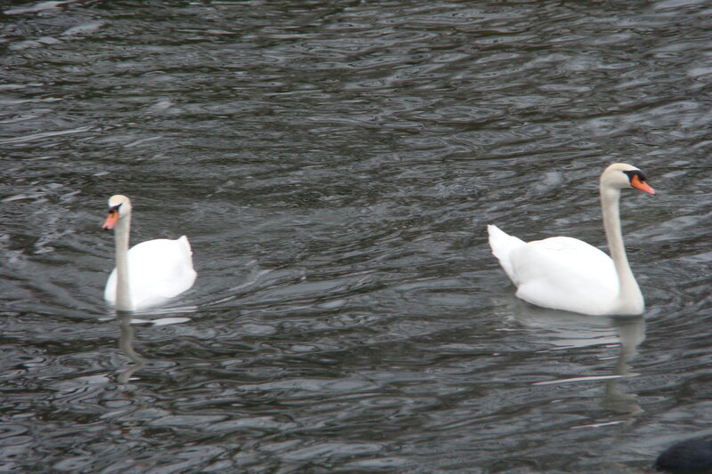 Two Swans Swimming