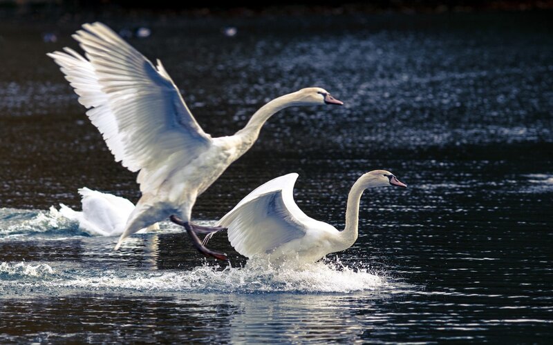 Two swans taking flight