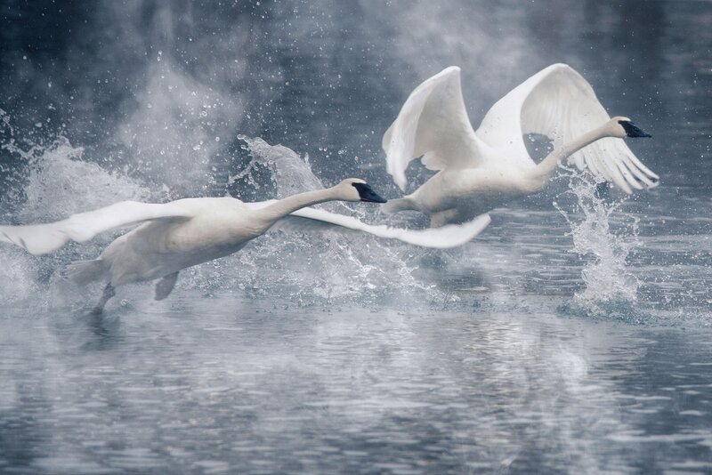 Two Swans Taking Off