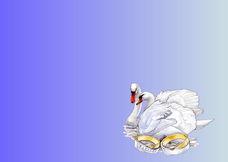 Two Swans with Rings