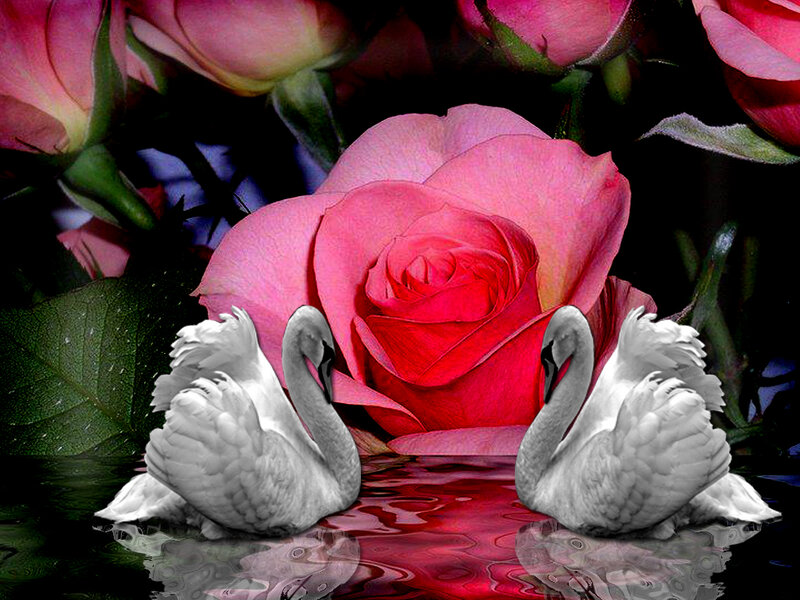 Two Swans with Roses