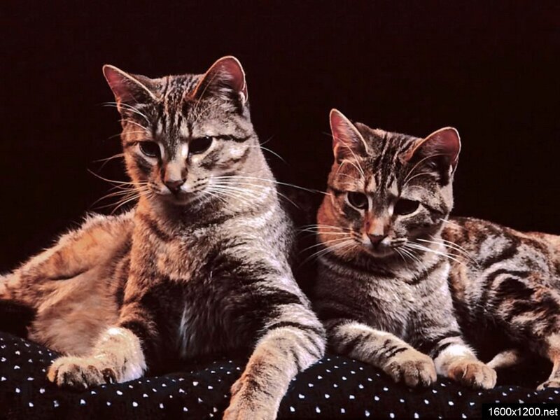 Two Tabby Cats — Black, Calm, Photograph
