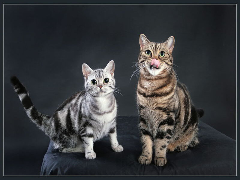 Two Tabby Cats — Black, Calm