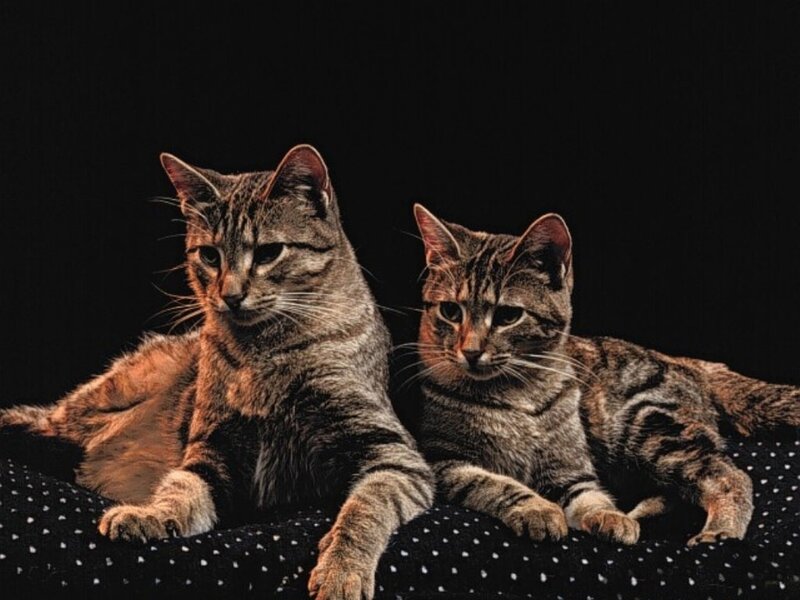 Two Tabby Cats — Black