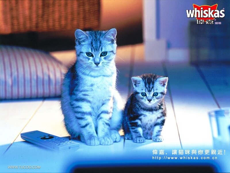 Two Tabby Cats — Blue